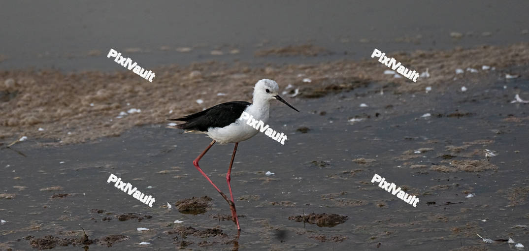Black-Winged Stilt